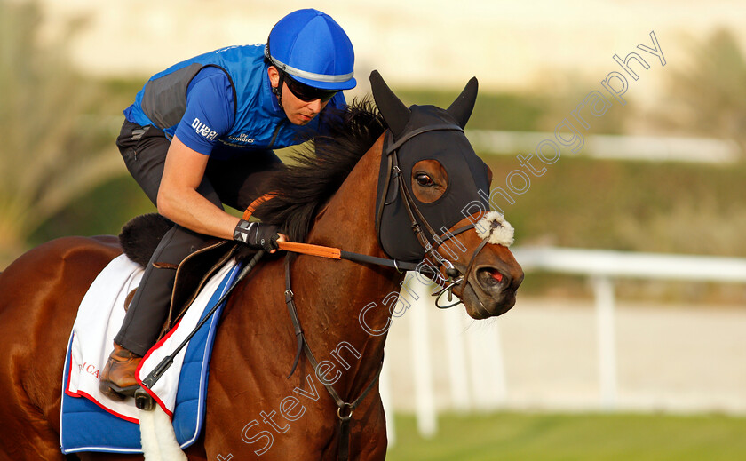 Dream-Castle-0004 
 DREAM CASTLE training for the Bahrain International Trophy
Rashid Equestrian & Horseracing Club, Bahrain, 18 Nov 2020