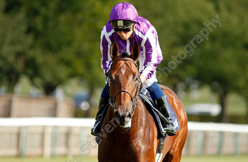 Trident-0003 
 TRIDENT (Mickael Barzalona)
Newmarket 23 Sep 2021 - Pic Steven Cargill / Racingfotos.com