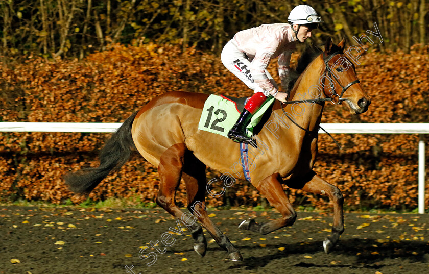 Budding-0001 
 BUDDING (David Egan)
Kempton 13 Dec 2023 - Pic Steven Cargill / Racingfotos.com