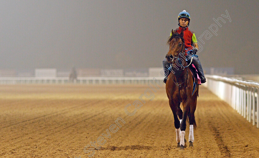 Reride-0002 
 RERIDE exercising in preparation for the UAE Derby Meydan 29 Mar 2018 - Pic Steven Cargill / Racingfotos.com