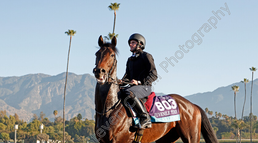 Arizona-0002 
 ARIZONA training for The Breeders' Cup Juvenile Turf
Santa Anita USA 31 Oct 2019 - Pic Steven Cargill / Racingfotos.com