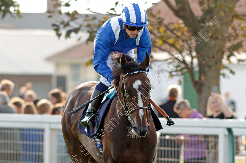 Alfarqad-0001 
 ALFARQAD (Jim Crowley) Yarmouth 16 Oct 2017 - Pic Steven Cargill / Racingfotos.com