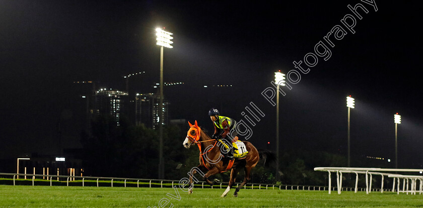 Namur-0001 
 NAMUR training for The Dubai Turf
Meydan Dubai 27 Mar 2024 - Pic Steven Cargill / Racingfotos.com