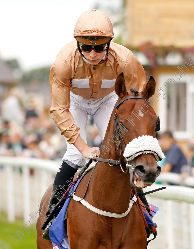 Nymphadora-0001 
 NYMPHADORA (Jason Watson)
York 19 Aug 2021 - Pic Steven Cargill / Racingfotos.com