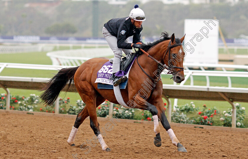 Practical-Joke-0001 
 PRACTICAL JOKE training for The Breeders' Cup Dirt Mile at Del Mar USA 31 Oct 2017 - Pic Steven Cargill / Racingfotos.com