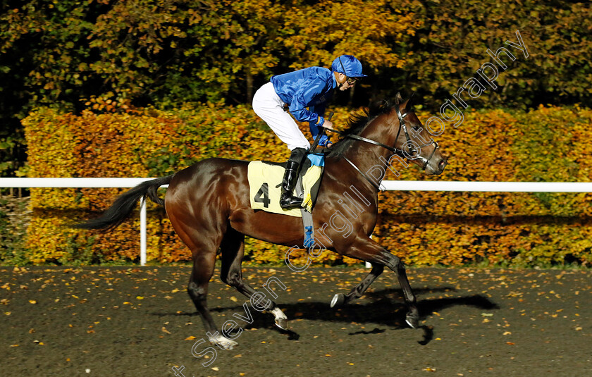 Cupid s-Dream-0001 
 CUPID'S DREAM (James Doyle)
Kempton 15 Nov 2023 - Pic Steven Cargill / Racingfotos.com