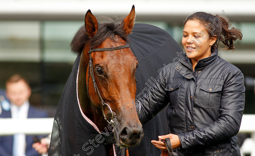 Hereby-0010 
 HEREBY after The Londonmetric Noel Murless Stakes
Ascot 4 Oct 2019 - Pic Steven Cargill / Racingfotos.com