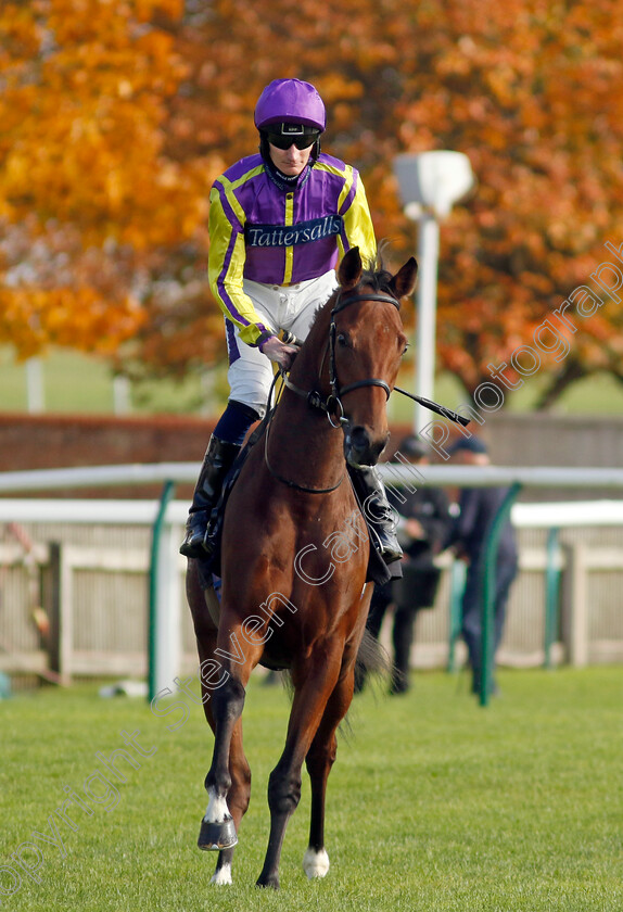 Zaraquelle-0001 
 ZARAQUELLE (Daniel Muscutt)
Newmarket 23 Oct 2024 - Pic Steven Cargill / Racingfotos.com