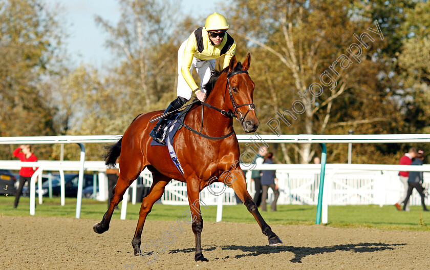 Maamora-0002 
 MAAMORA (James Doyle) winner of The Coral EBF Fleur De Lys Fillies Stakes
Lingfield 28 Oct 2021 - Pic Steven Cargill / Racingfotos.com