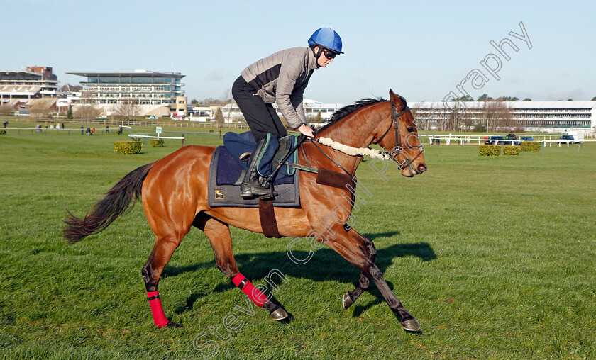 Honeysuckle-0006 
 HONEYSUCKLE exercising on the eve of the Cheltenham Festival
Cheltenham 14 Mar 2022 - Pic Steven Cargill / Racingfotos.com