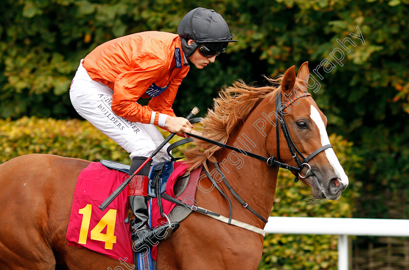 Spritzig-0001 
 SPRITZIG (George Wood) Kempton 25 Sep 2017 - Pic Steven Cargill / Racingfotos.com