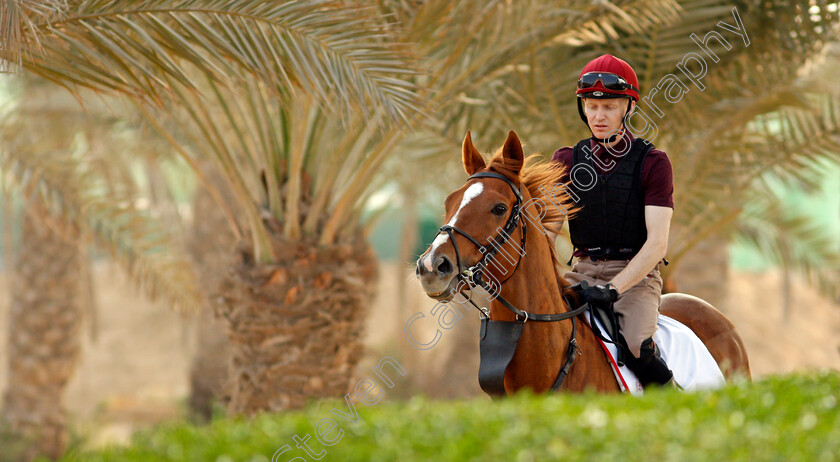 Sovereign-0003 
 SOVEREIGN training for the Bahrain International Trophy
Rashid Equestrian & Horseracing Club, Bahrain, 18 Nov 2020