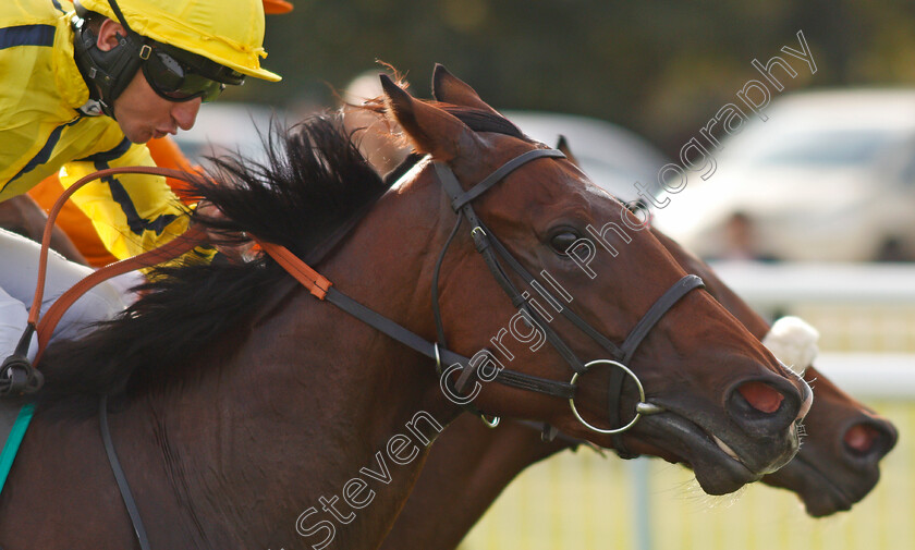 Wise-Words-0005 
 WISE WORDS (P J McDonald) wins The EBF Stallions Prestwold Conditions Stakes
Leicester 10 Sep 2019 - Pic Steven Cargill / Racingfotos.com