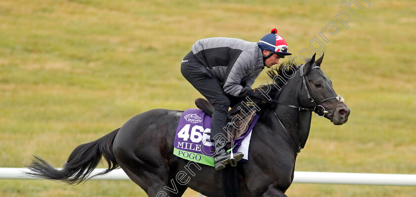 Pogo-0003 
 POGO training for the Breeders' Cup Mile
Keeneland USA 2 Nov 2022 - Pic Steven Cargill / Racingfotos.com