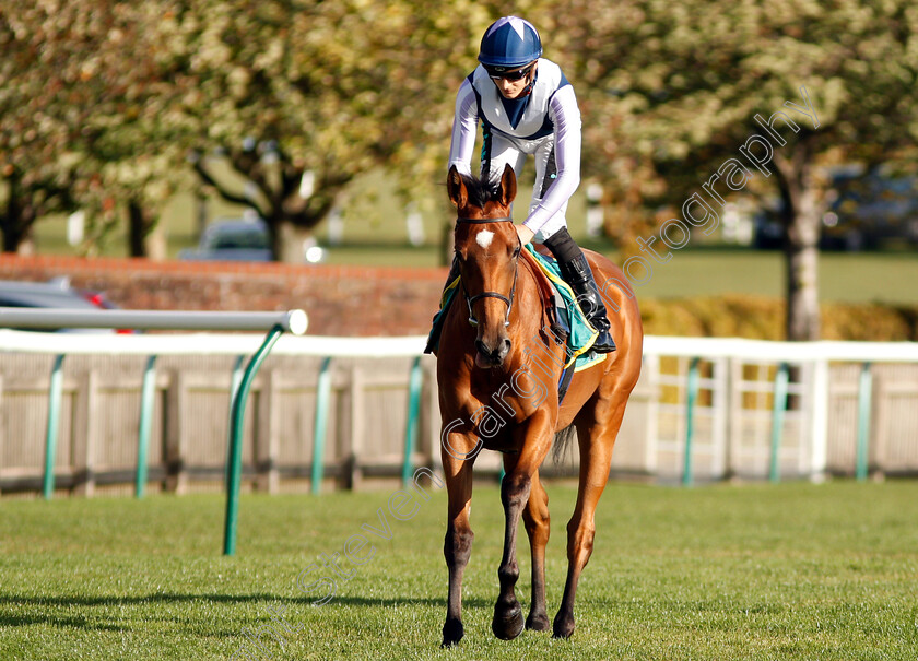 Antonia-De-Vega-0001 
 ANTONIA DE VEGA (Harry Bentley)
Newmarket 12 Oct 2018 - Pic Steven Cargill / Racingfotos.com