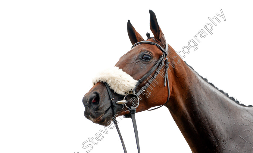 Molliana-0011 
 MOLLIANA Champion Horse of the Channel Islands, after winning The Oakbridge Clarendon Handicap
Les Landes, Jersey 26 Aug 2019 - Pic Steven Cargill / Racingfotos.com