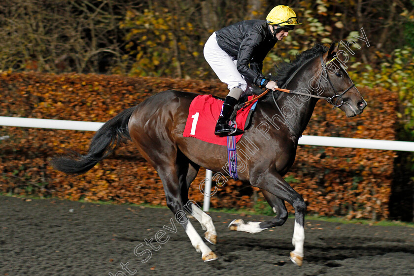 Brigham-Young-0001 
 BRIGHAM YOUNG (Liam Keniry) Kempton 22 Nov 2017 - Pic Steven Cargill / Racingfotos.com