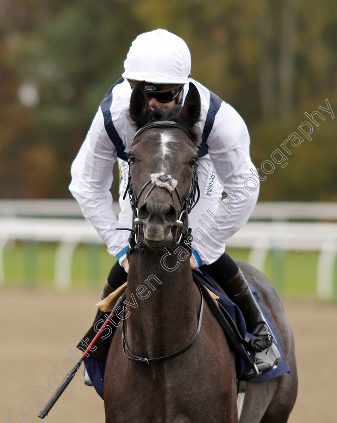 Gaslight-0001 
 GASLIGHT (Daniel Muscutt)
Lingfield 4 Oct 2018 - Pic Steven Cargill / Racingfotos.com