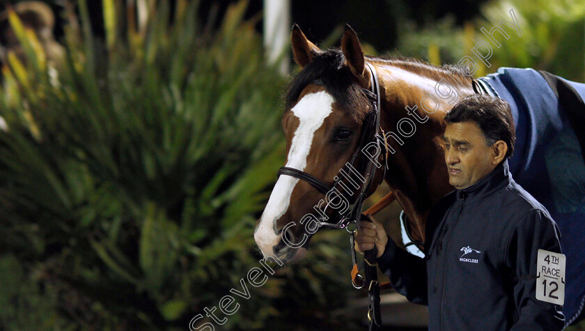 Union-0001 
 UNION (Jack Mitchell)
Kempton 27 Nov 2019 - Pic Steven Cargill / Racingfotos.com