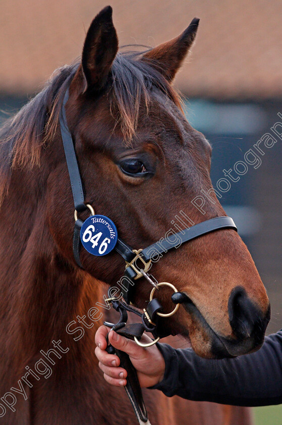 Lot-0646-colt-by-Kodiac-x-Gold-Again-0001 
 Lot 646, a colt by Kodiac x Gold Again, after selling for 210,000 Guineas at Tattersalls December Foal Sale, Newmarket 30 Nov 2017 - Pic Steven Cargill / Racingfotos.com