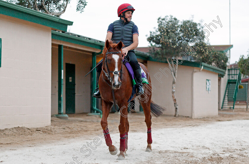 Decorated-knight-0001 
 DECORATED KNIGHT training for The Breeders' Cup Turf at Del Mar USA, 1 Nov 2017 - Pic Steven Cargill / Racingfotos.com