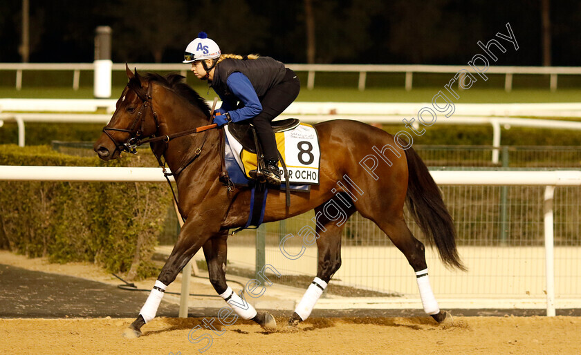 Super-Ocho-0002 
 SUPER OCHO training for the Golden Shaheen
Meydan, Dubai, 21 Mar 2023 - Pic Steven Cargill / Racingfotos.com