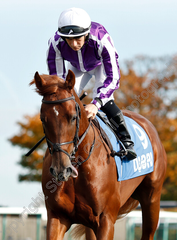 Western-Australia-0002 
 WESTERN AUSTRALIA (Wayne Lordan)
Newmarket 13 Oct 2018 - Pic Steven Cargill / Racingfotos.com