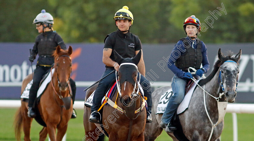 Nizaaka-and-Internationalangel-0001 
 NIZAAKA (Marco Ghiani) with INTERNATIONALANGEL (right) training at the Dubai World Cup Carnival
Meydan 5 Jan 2023 - Pic Steven Cargill / Racingfotos.com