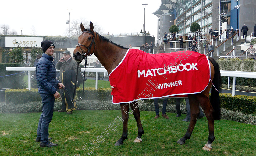 Ballymoy-0011 
 BALLYMOY after The Matchbook Holloway's Handicap Hurdle
Ascot 19 Jan 2019 - Pic Steven Cargill / Racingfotos.com