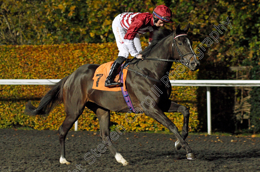 Fiorina 
 FIORINA (Rossa Ryan)
Kempton 10 Nov 2021 - Pic Steven Cargill / Racingfotos.com