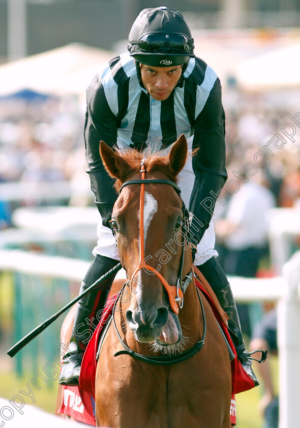 Local-Hero-0001 
 LOCAL HERO (Sean Levey)
Doncaster 15 Sep 2023 - Pic Steven Cargill / Racingfotos.com