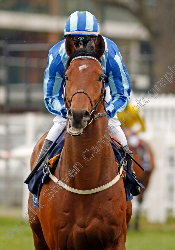 Fighting-Irish-0001 
 FIGHTING IRISH (Cristian Demuro) Newbury 21 Apr 2018 - Pic Steven Cargill / Racingfotos.com