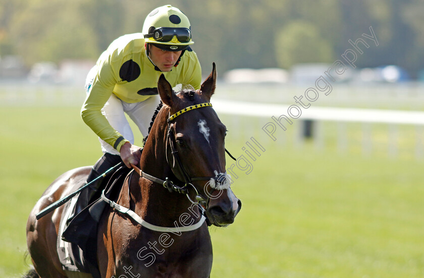 Cold-Case-0007 
 COLD CASE (Clifford Lee) winner of The British Racing School 40th Anniversary Commonwealth Cup Trial Stakes
Ascot 3 May 2023 - Pic Steven Cargill / Racingfotos.com