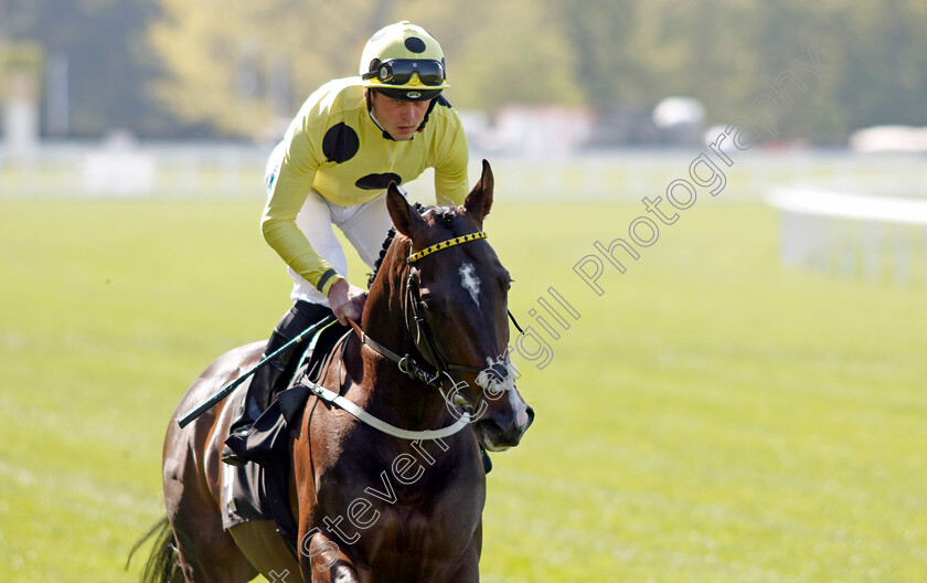 Cold-Case-0008 
 COLD CASE (Clifford Lee) winner of The British Racing School 40th Anniversary Commonwealth Cup Trial Stakes
Ascot 3 May 2023 - Pic Steven Cargill / Racingfotos.com