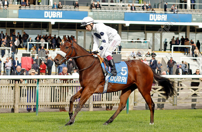 Gushing-Gold-0001 
 GUSHING GOLD (Oisin Murphy)
Newmarket 13 Oct 2023 - Pic Steven Cargill / Racingfotos.com