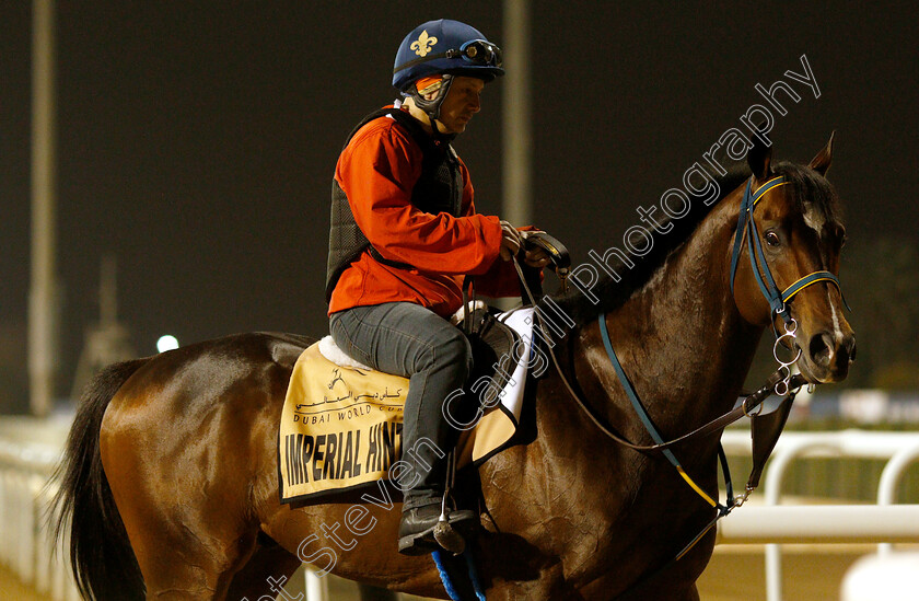 Imperial-Hint-0002 
 IMPERIAL HINT training for The Dubai Golden Shaheen
Meydan 28 Mar 2019 - Pic Steven Cargill / Racingfotos.com