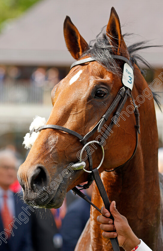 Desert-Crown-0011 
 DESERT CROWN after The Al Basti Equiworld Dubai Dante Stakes
York 12 May 2022 - Pic Steven Cargill / Racingfotos.com