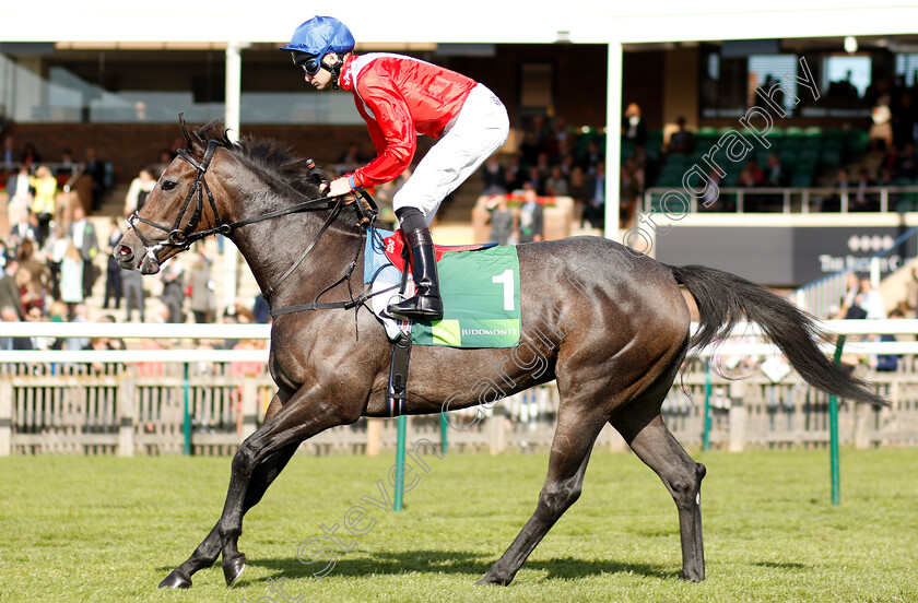 Angel s-Hideaway-0001 
 ANGEL'S HIDEAWAY (Robert Havlin)
Newmarket 29 Sep 2018 - Pic Steven Cargill / Racingfotos.com