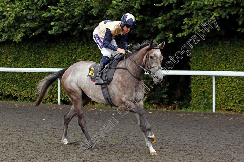 Port-Road-0001 
 PORT ROAD (Daniel Muscutt)
Kempton 7 Aug 2024 - Pic Steven Cargill / Racingfotos.com