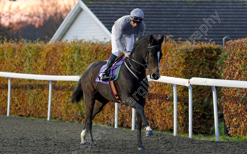 Secret-Diary-0002 
 SECRET DIARY (Kieran Shoemark)
Kempton 20 Nov 2019 - Pic Steven Cargill / Racingfotos.com