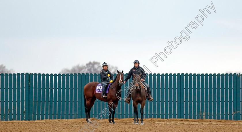 Golden-Pal-0001 
 GOLDEN PAL training for the Breeders' Cup Turf Sprint
Keeneland USA 1 Nov 2022 - Pic Steven Cargill / Racingfotos.com