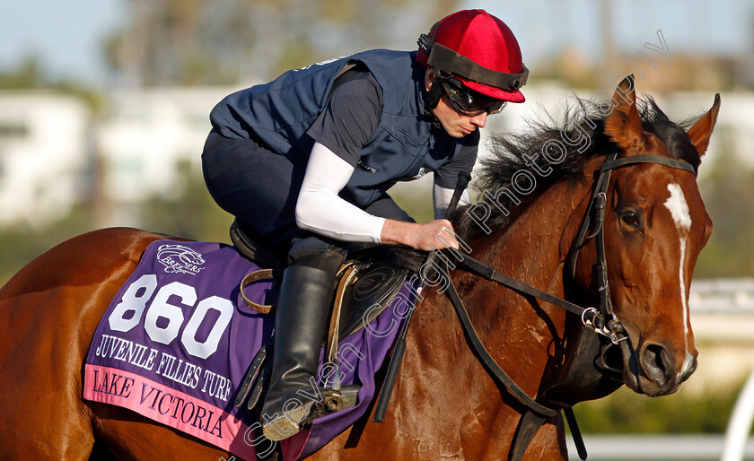 Lake-Victoria-0012 
 LAKE VICTORIA (Ryan Moore) training for the Breeders' Cup Juvenile Fillies Turf
Del Mar USA 31 Oct 2024 - Pic Steven Cargill / Racingfotos.com