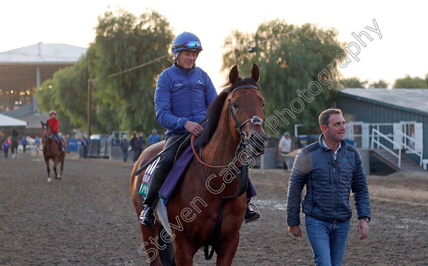 Old-Persian-0002 
 OLD PERSIAN training for the Breeders' Cup Turf with Charlie Appleby
Santa Anita USA 30 Oct 2019 - Pic Steven Cargill / Racingfotos.com