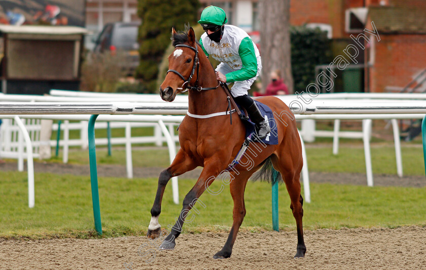 Majestic-Tejaan-0001 
 MAJESTIC TEJAAN (Jack Mitchell)
Lingfield 19 Feb 2021 - Pic Steven Cargill / Racingfotos.com