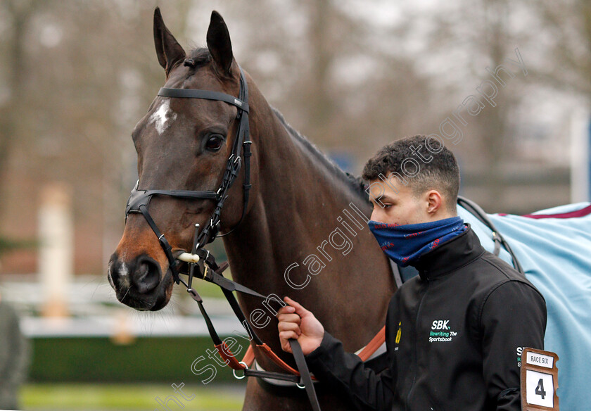 Shishkin-0007 
 SHISHKIN before The SBK Clarence House Chase
Ascot 22 Jan 2022 - Pic Steven Cargill / Racingfotos.com