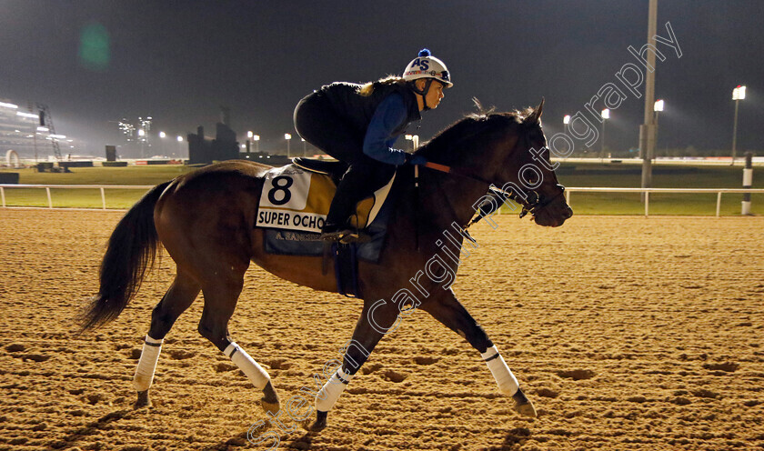 Super-Ocho-0001 
 SUPER OCHO training for the Golden Shaheen
Meydan, Dubai, 21 Mar 2023 - Pic Steven Cargill / Racingfotos.com