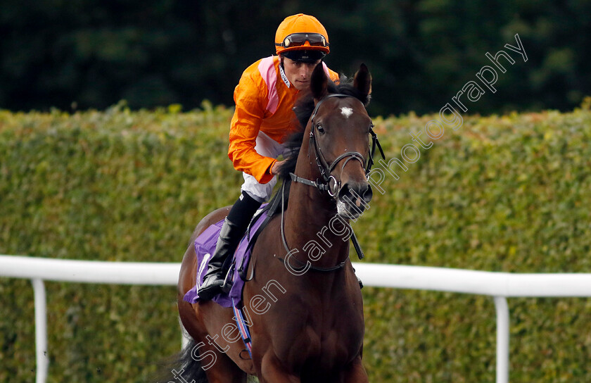 Sheikh-Raj-0001 
 SHEIKH RAJ (Kieran Shoemark)
Kempton 7 Aug 2024 - Pic Steven Cargill / Racingfotos.com