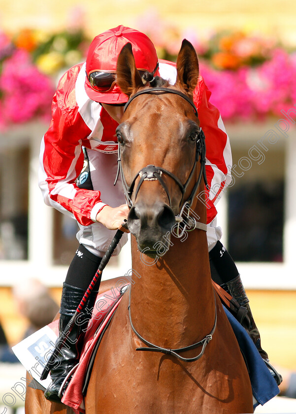 Berkshire-Blue-0002 
 BERKSHIRE BLUE (Jason Watson)
York 25 Aug 2018 - Pic Steven Cargill / Racingfotos.com