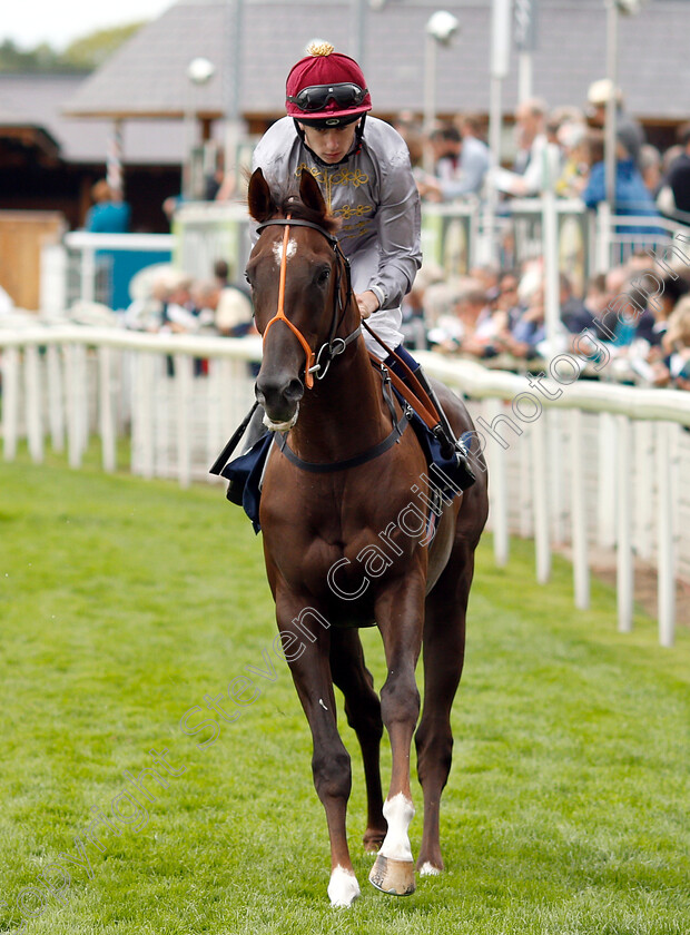 Watan-0001 
 WATAN (Oisin Murphy)
York 22 Aug 2018 - Pic Steven Cargill / Racingfotos.com