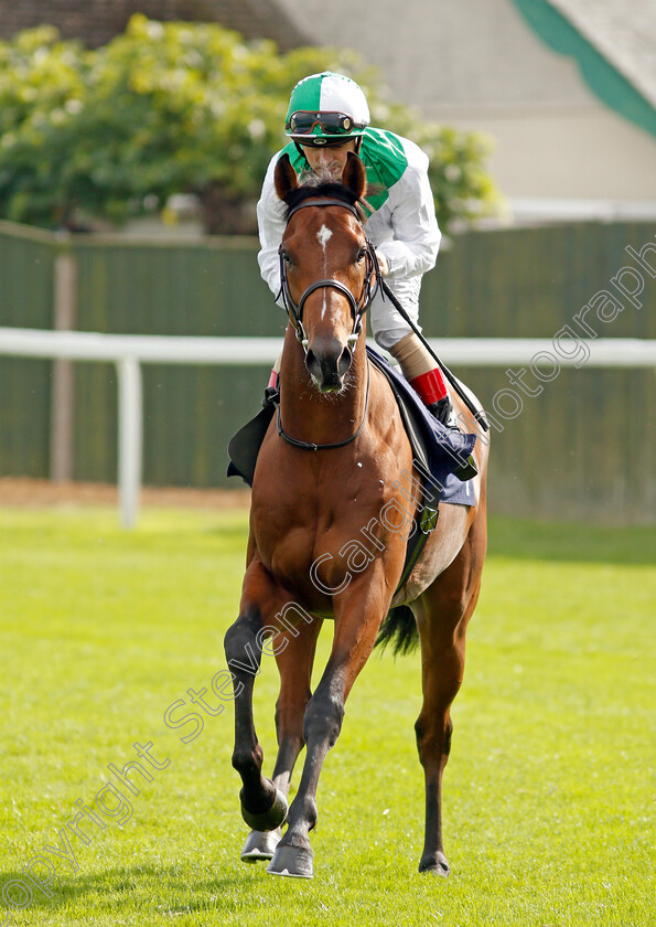 Australian-Harbour-0001 
 AUSTRALIAN HARBOUR (Andrea Atzeni)
Yarmouth 16 Sep 2021 - Pic Steven Cargill / Racingfotos.com